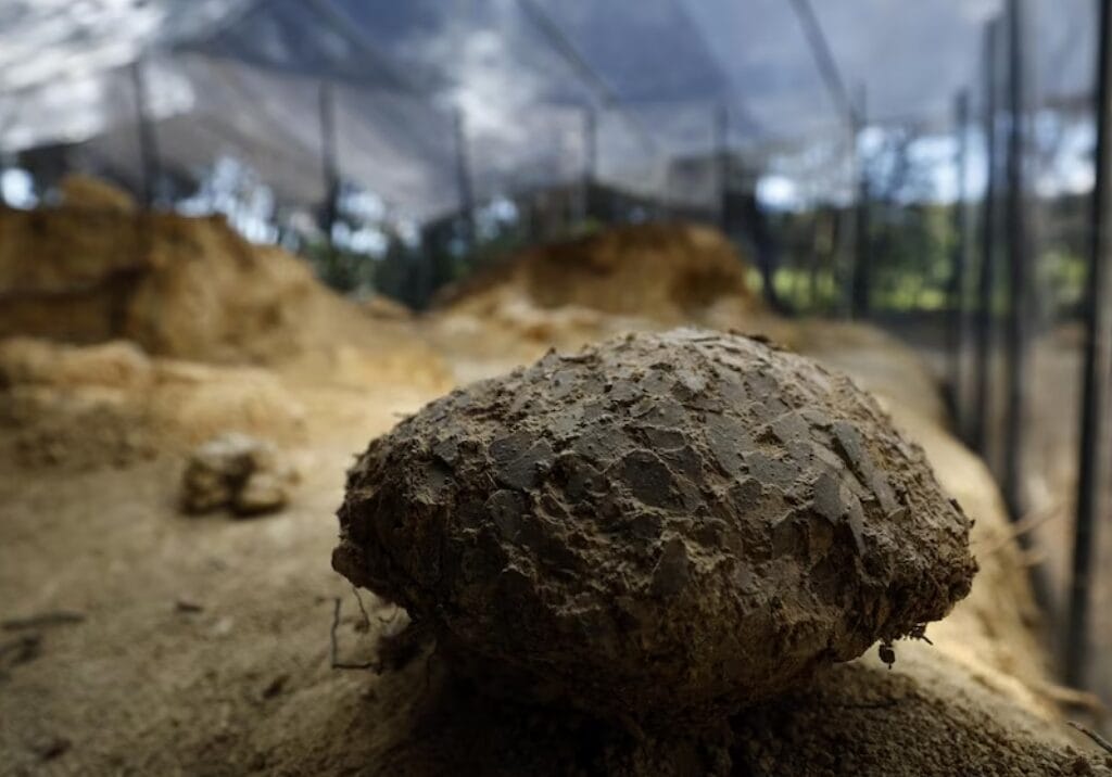 Descubren enorme cementerio de huevos de dinosaurio y conecta a Francia con la Patagonia