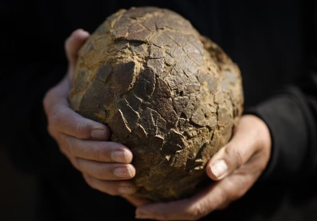 Descubren enorme cementerio de huevos de dinosaurio y conecta a Francia con la Patagonia