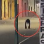 “No era un perro ni una persona”: captan extraña criatura en calles de Chiapas y desata terror