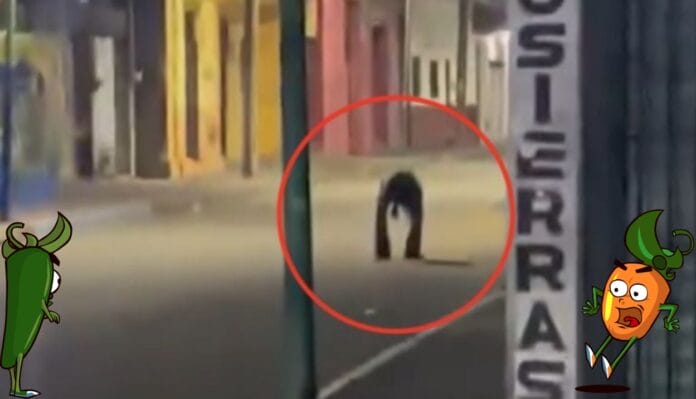 “No era un perro ni una persona”: captan extraña criatura en calles de Chiapas y desata terror