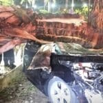 Tragedia bajó la lluvia: joven perdió el control, volcó y murió atrapado entre los fierros tras caerle una palmera encima