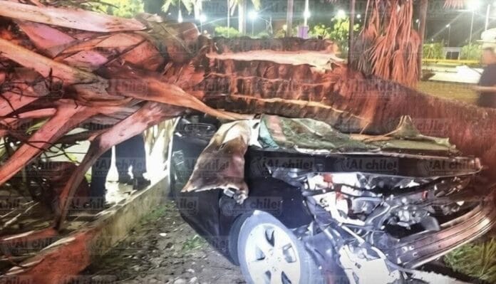 Tragedia bajó la lluvia: joven perdió el control, volcó y murió atrapado entre los fierros tras caerle una palmera encima