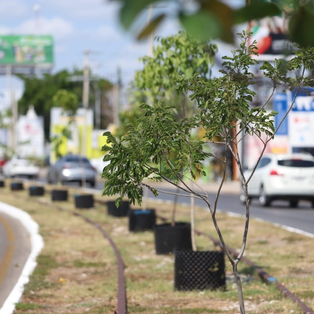 Plantan 100 árboles en Circuito Colonias para combatir el calorón