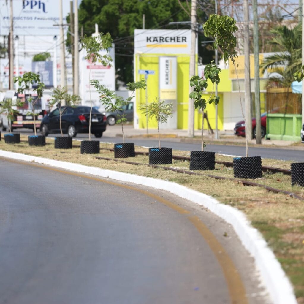 Plantan 100 árboles en Circuito Colonias para combatir el calorón