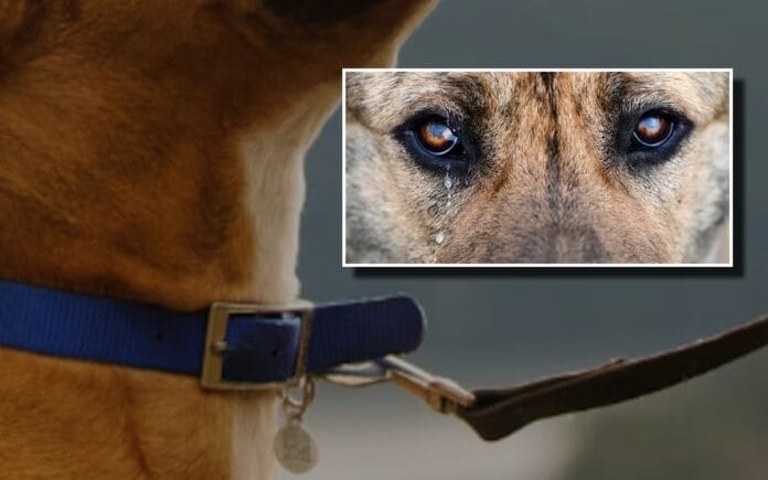 perrita pitbull colgando de una ventada Tixkokob