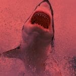 Vacaciones de terror: chamaco y chavito son brutalmente mutilados por un tiburón (VIDEO FUERTE)