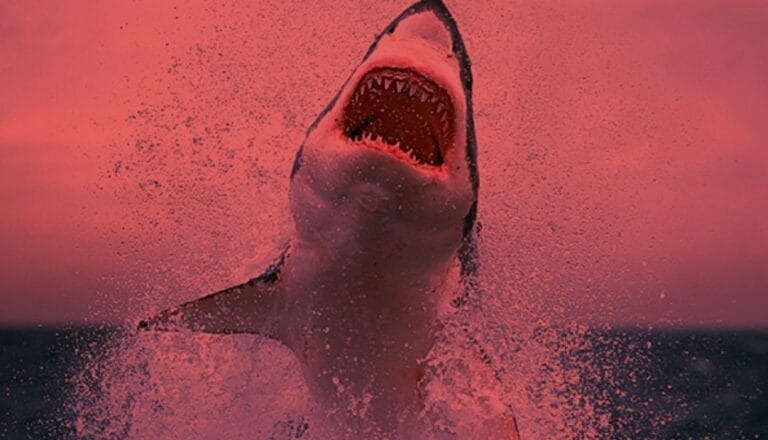 Vacaciones de terror: chamaco y chavito son brutalmente mutilados por un tiburón (VIDEO FUERTE)